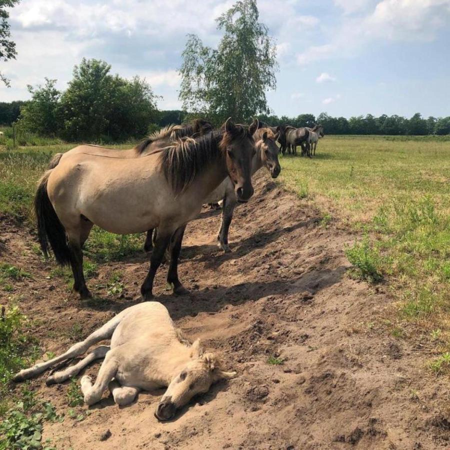 B&B De Konik Bourtange Eksteriør bilde